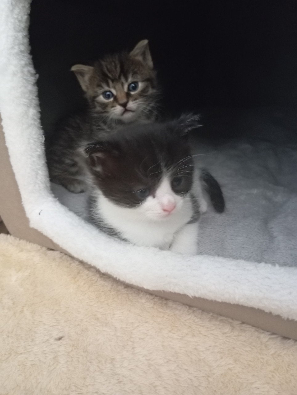 Kittens