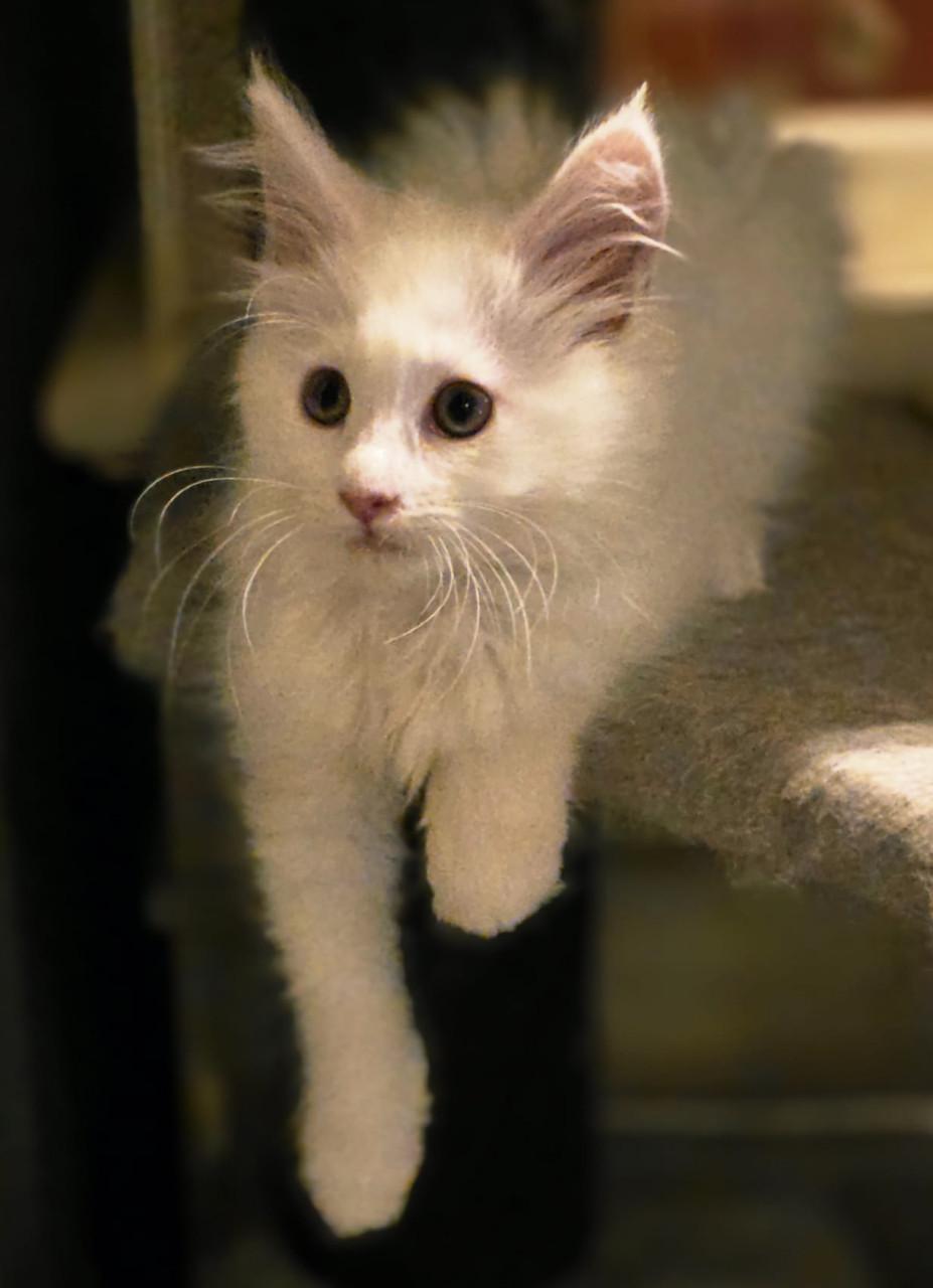 Maine Coon kitten, spierwit