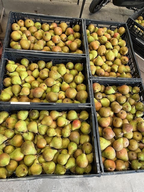 Stoof peren (Gieser Wildeman)