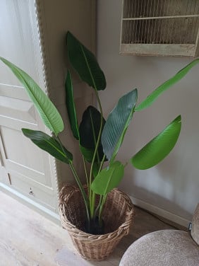 Kunst Strelitzia