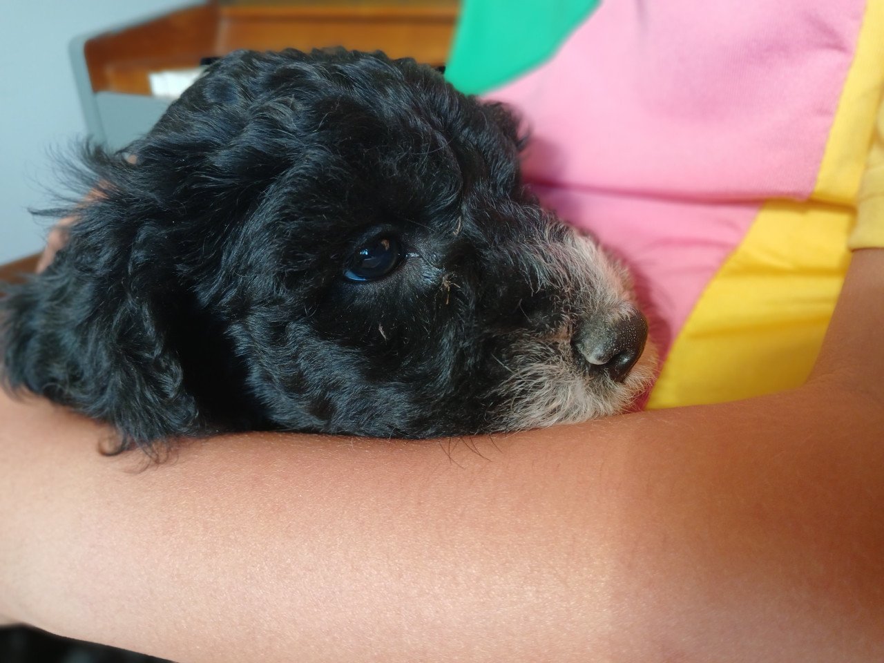 Schattige labradoodle pups op zoek naar een huis