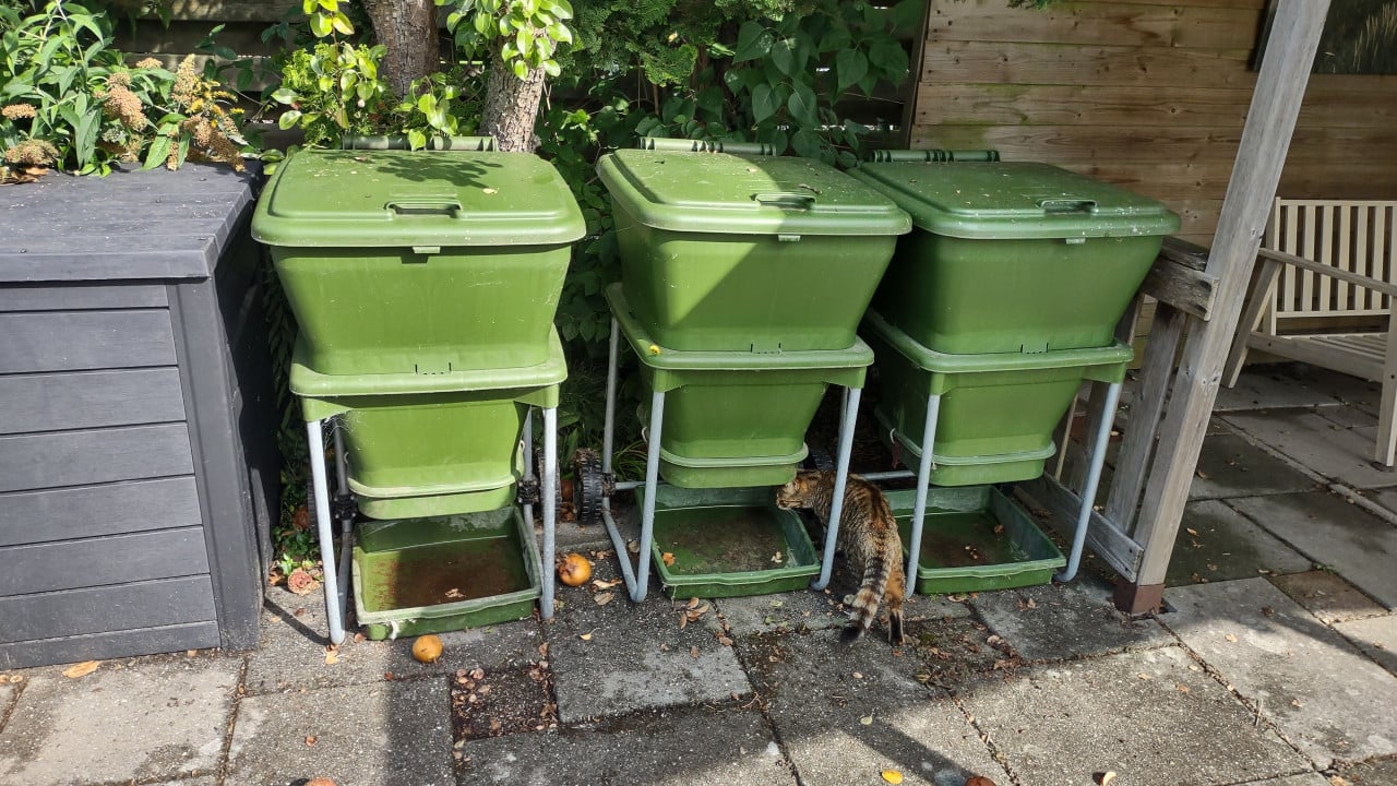 Hungry Bin Wormen compost, 3 st