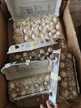 Cochin kriel & Barnevelder kriel