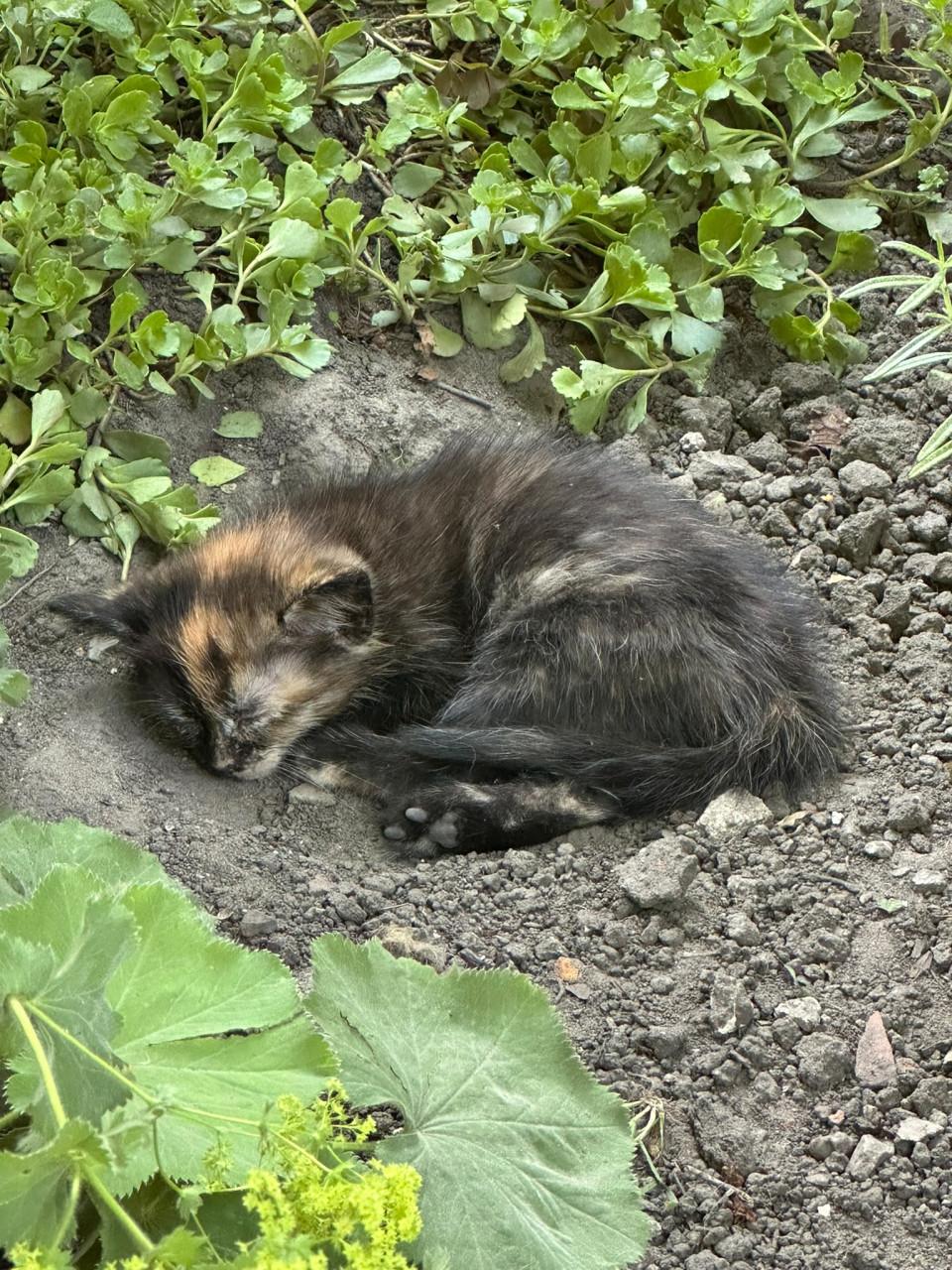 Jonge poesjes, kittens