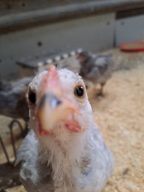 Lieve haantjes zoeken goed huisje