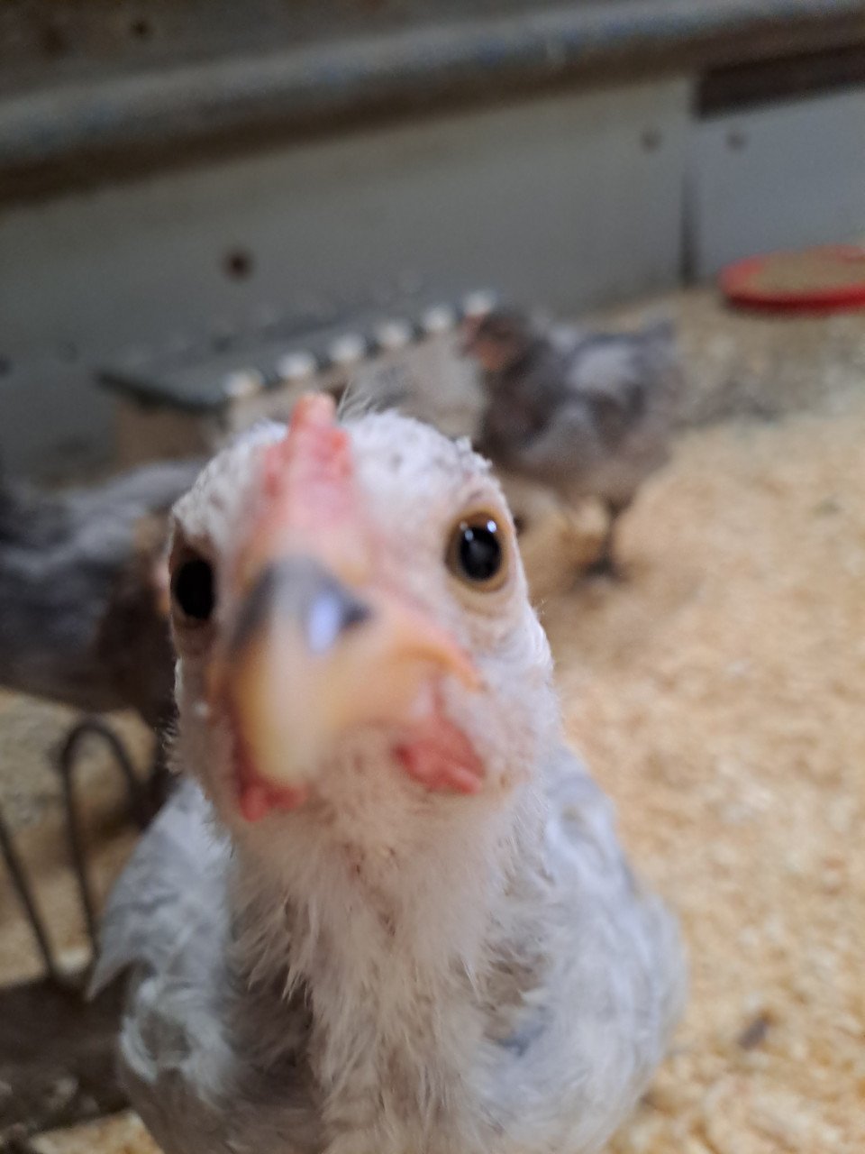 Lieve haantjes zoeken goed huisje