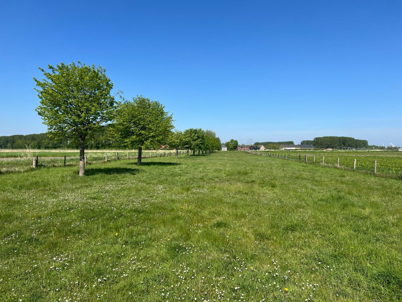 Grasland te koop, min. 4500 max. 10,000 M2 (zelf te kiezen)