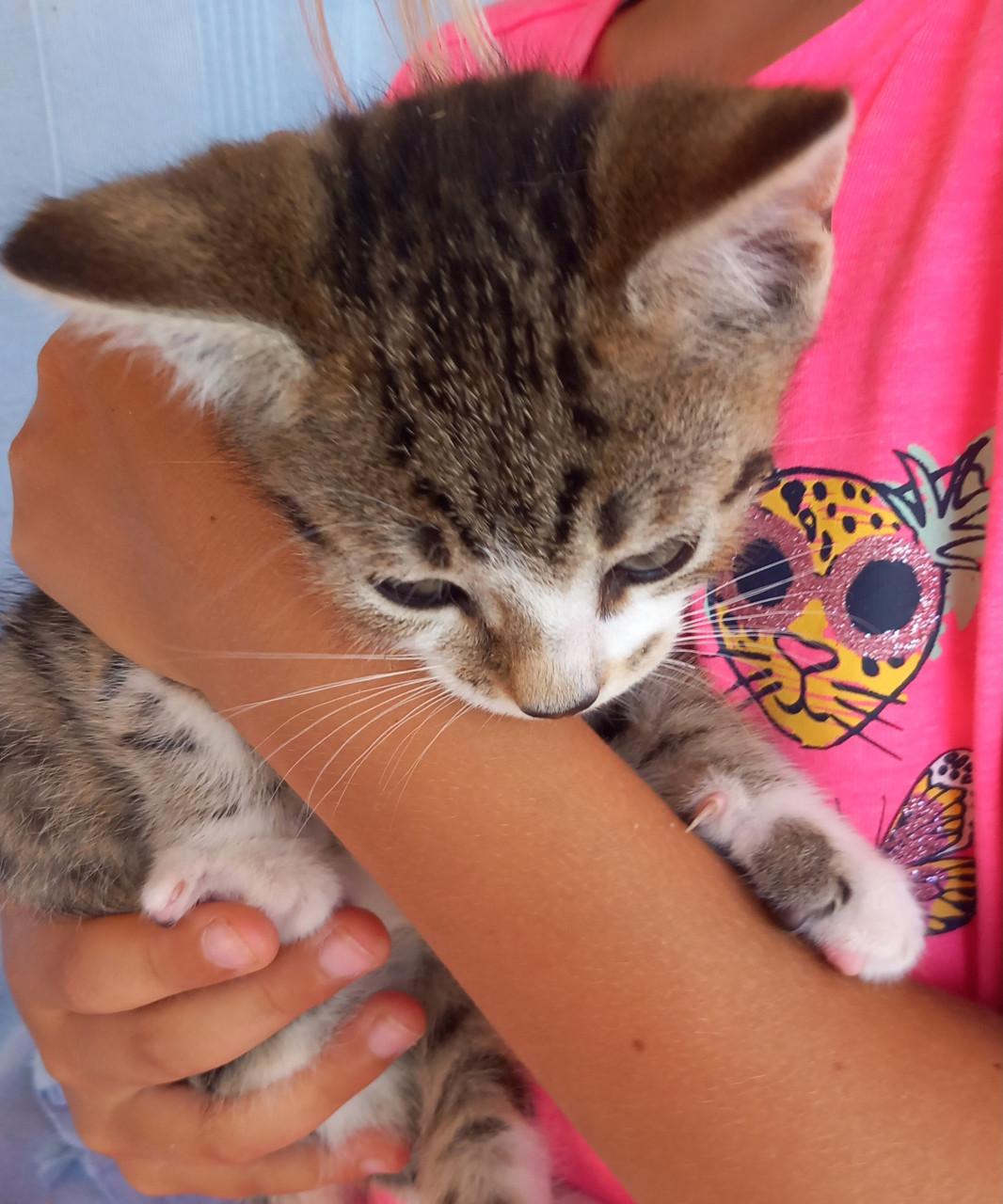 Prachtige kittens: 1 katertje zoekt nog speelmaatje