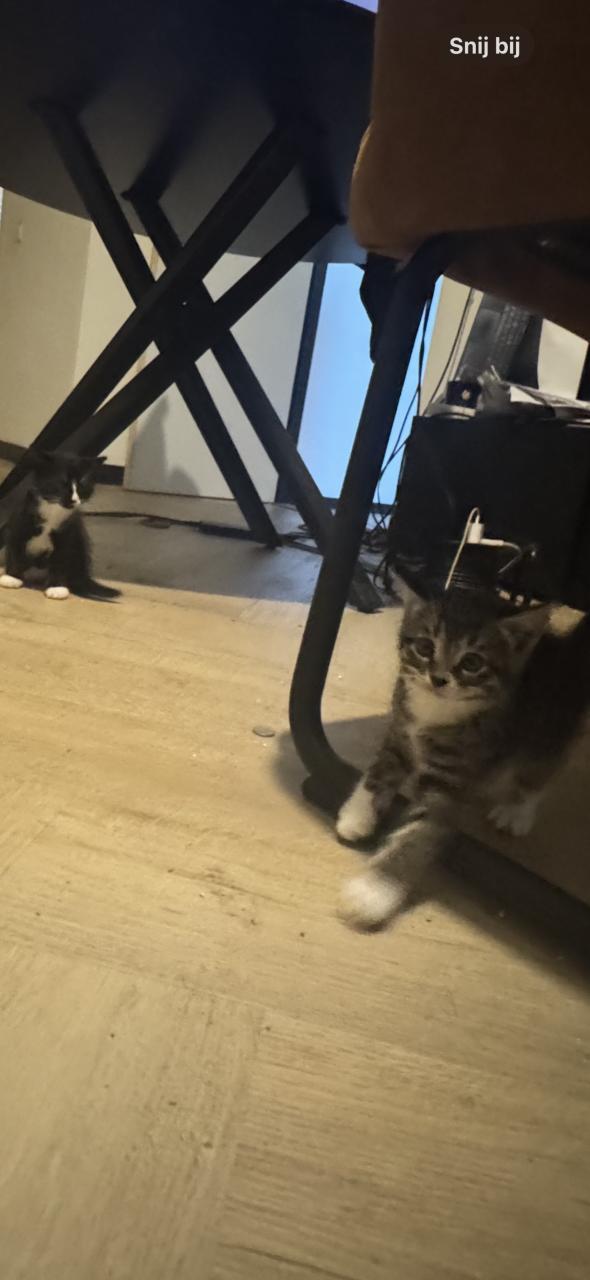 Kittens tekoop