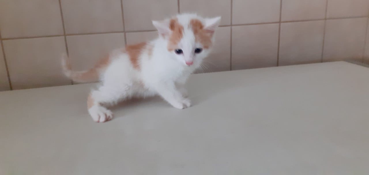 Kittens
