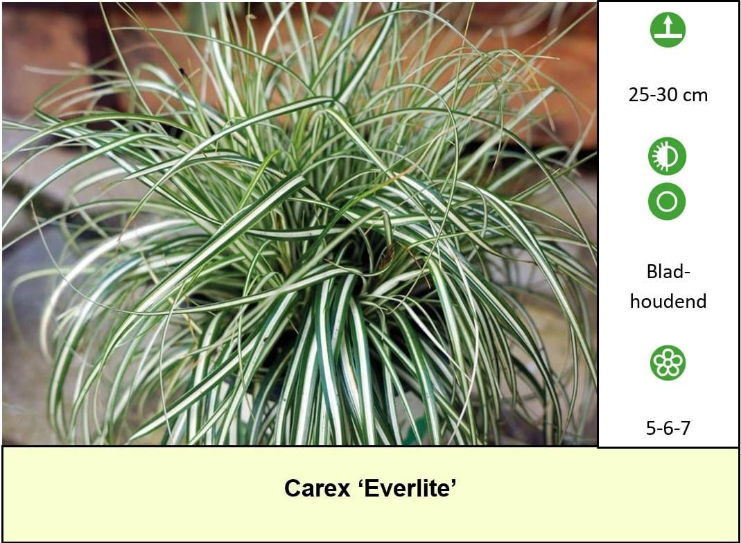 Mooie bijen,- en vlinderplanten in ons kraampje voor € 1,25 s/st. ++ TIP ++