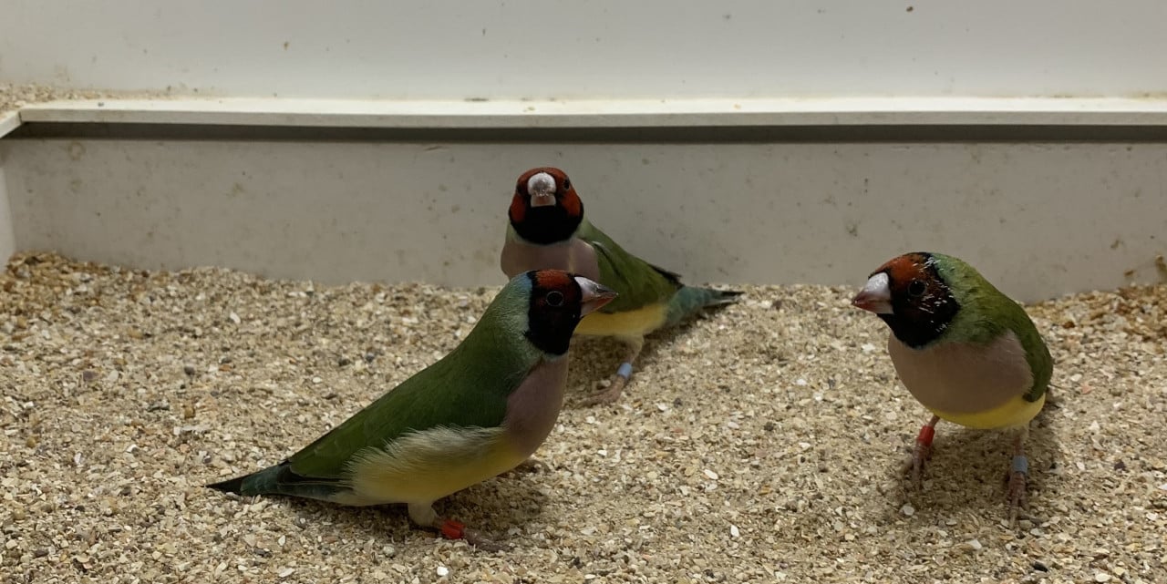 Gouldamadines (uit buitenvoliere)
