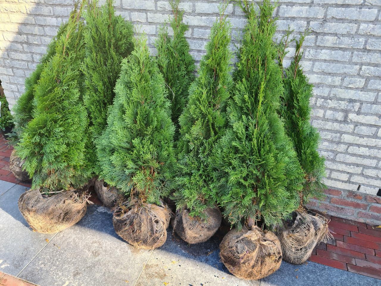 Thuja Smaragd coniferen in alle maten leverbaar