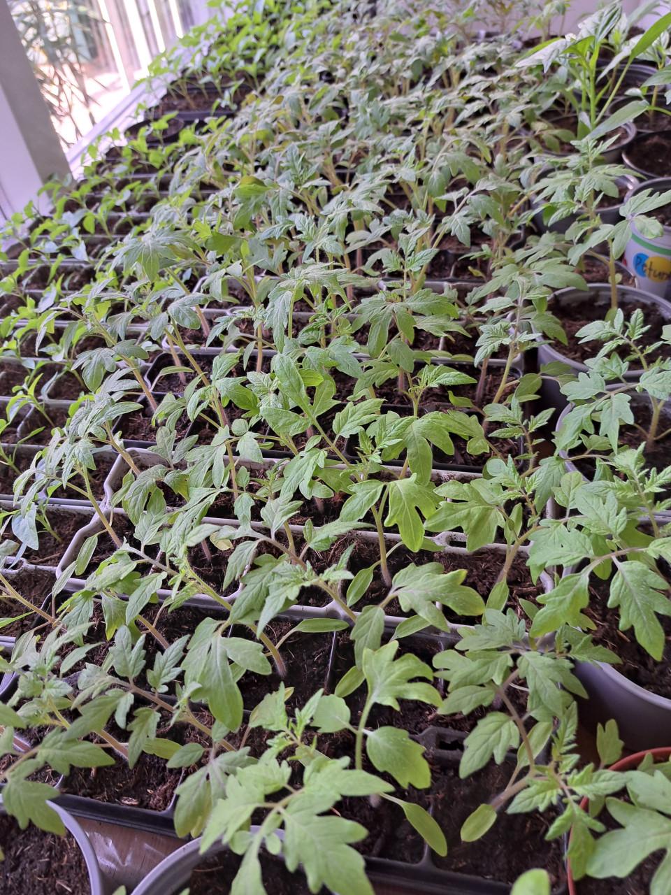 Tomaten. Paprika peper en snack komkommer planten