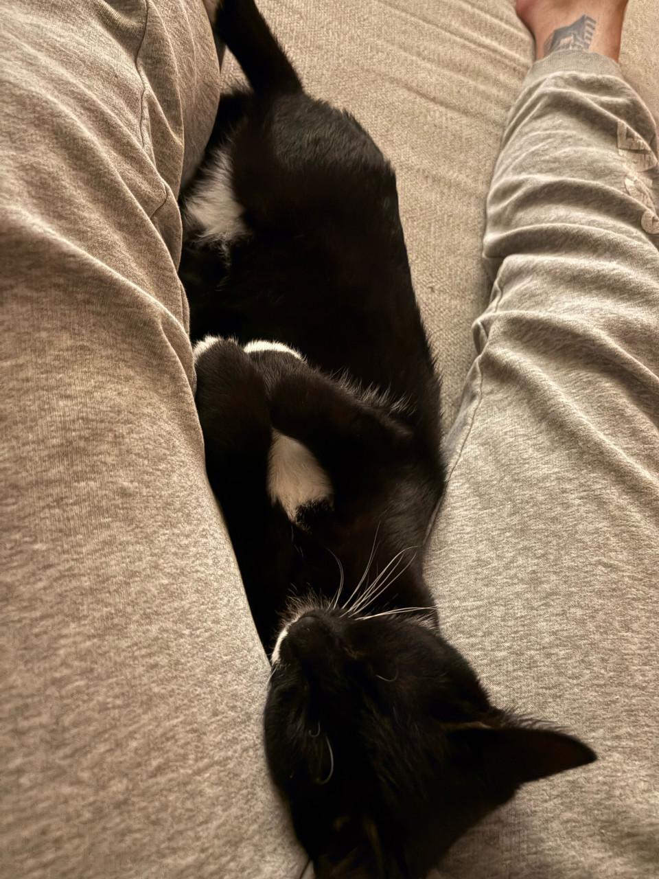 2 katers, kunnen per direct naar een nieuw huis, incl. spullen