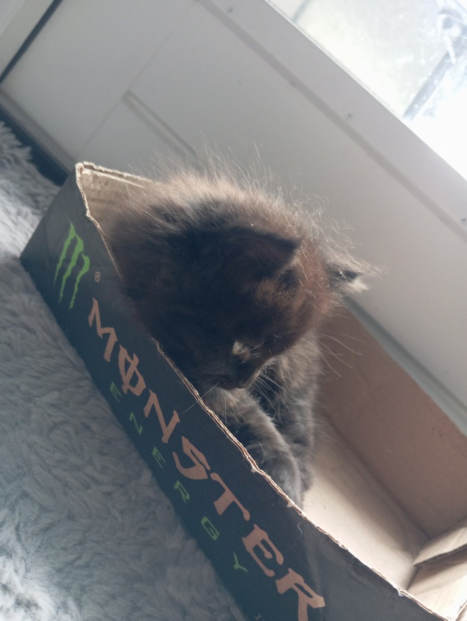 Kitten mannetje langhaar