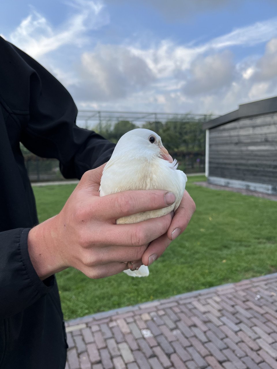 Witte sierduiven