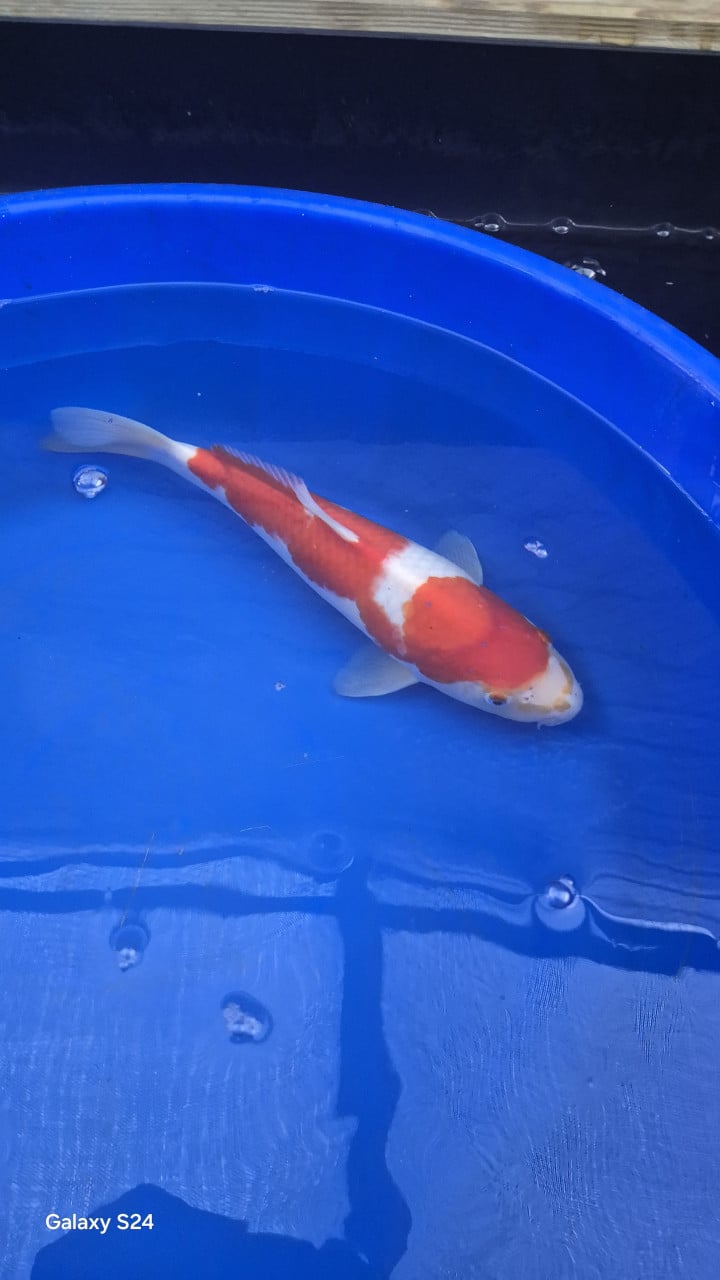 2 x kohaku