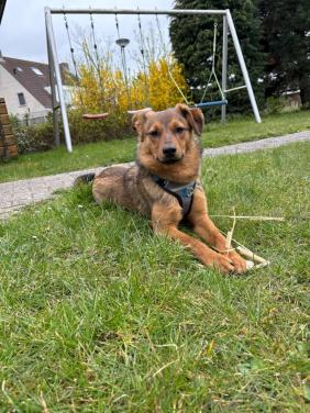 🐾 Ervaren hondenoppas gezocht (omgeving Kruiningen) 🐾