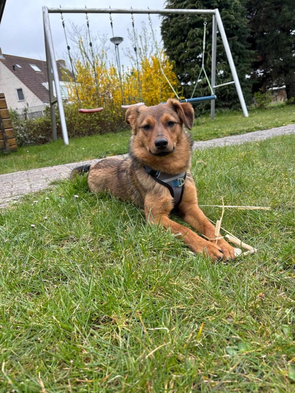 🐾 Ervaren hondenoppas gezocht (omgeving Kruiningen) 🐾