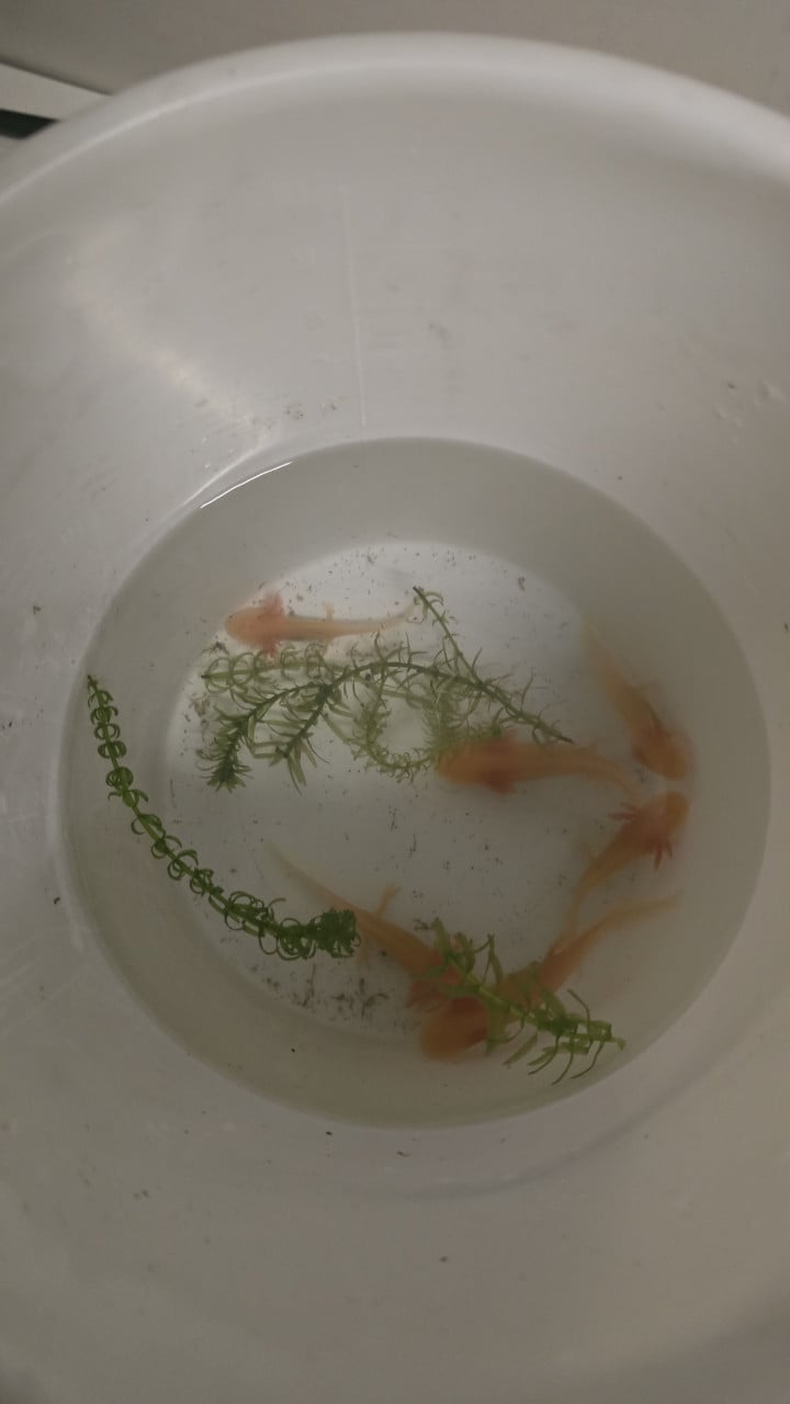 Kleine axolotls