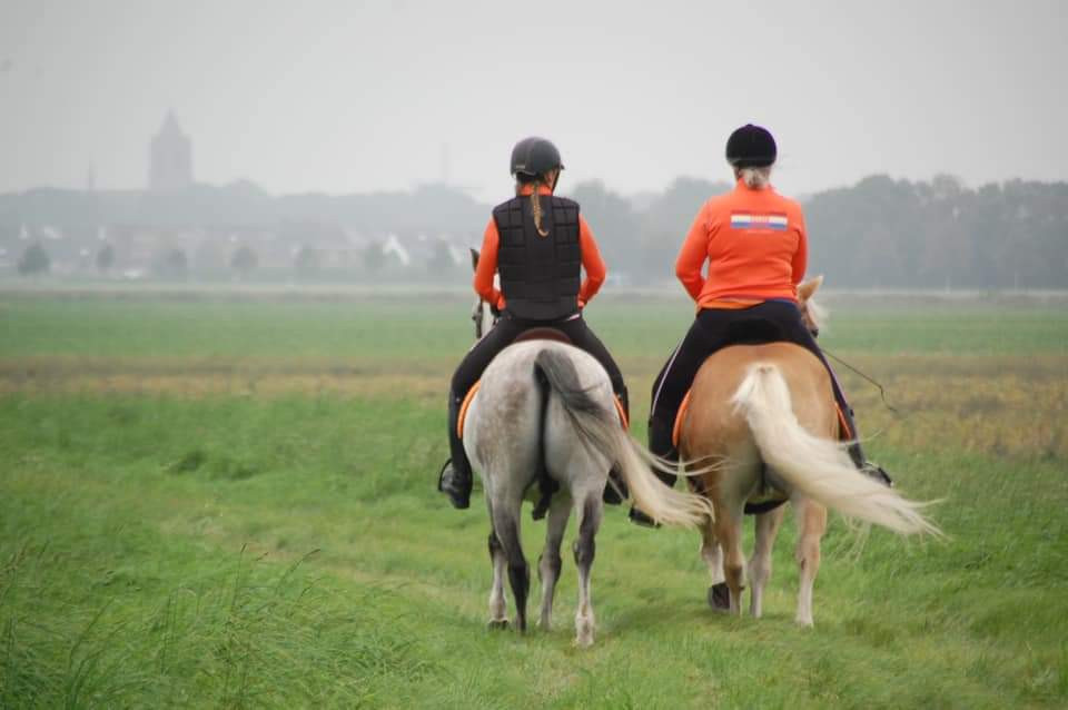 Paard