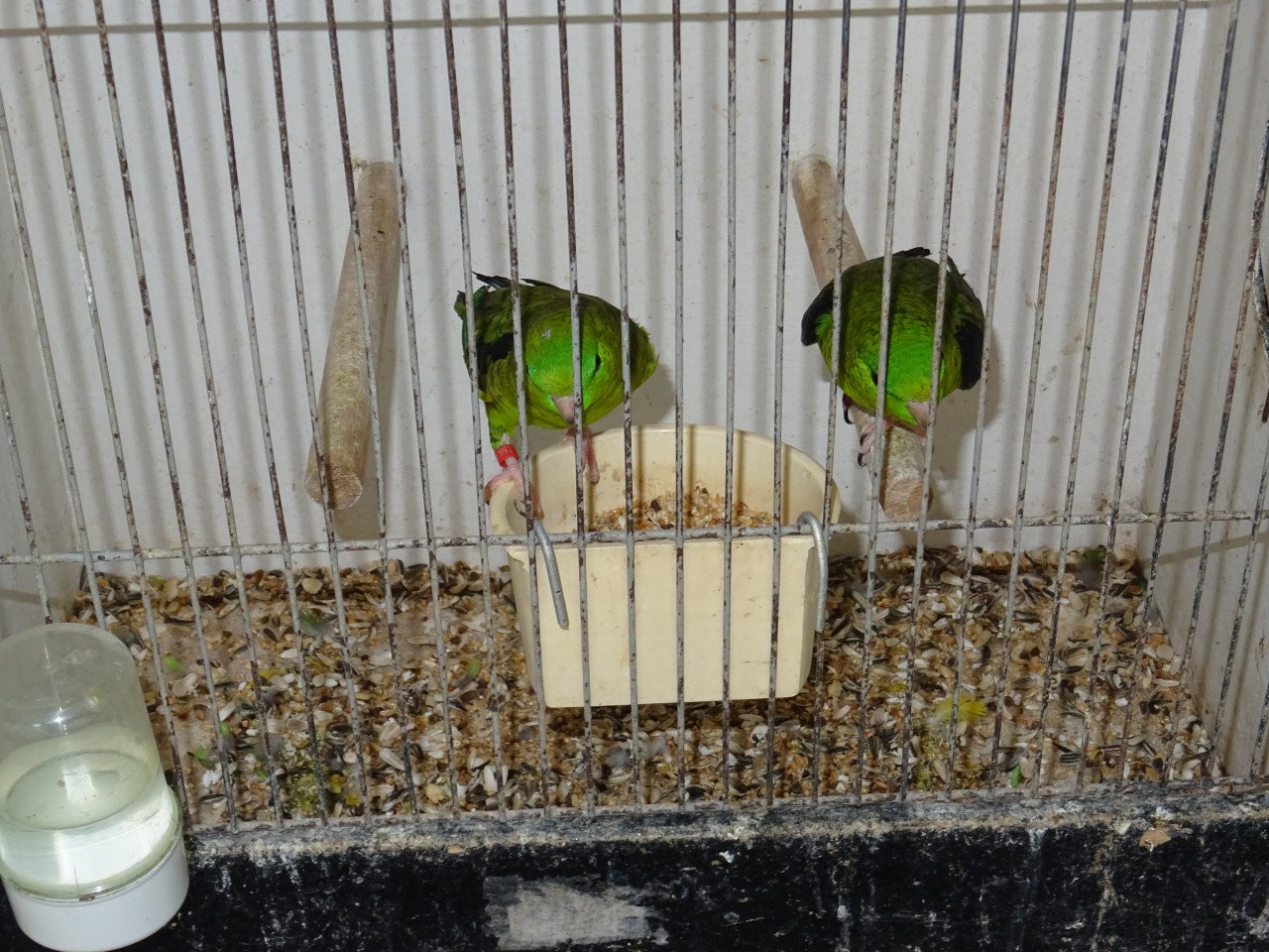 Te koop koppel groene Catharina PARKIETEN BROEDRIJP