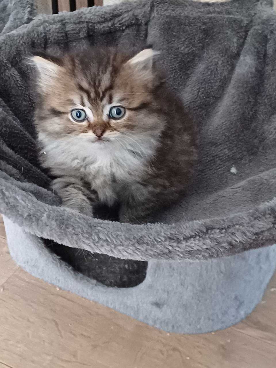 We hebben 2 prachtige langhaar kittens beschikbaar,