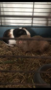 2 knappe cavia broertjes!