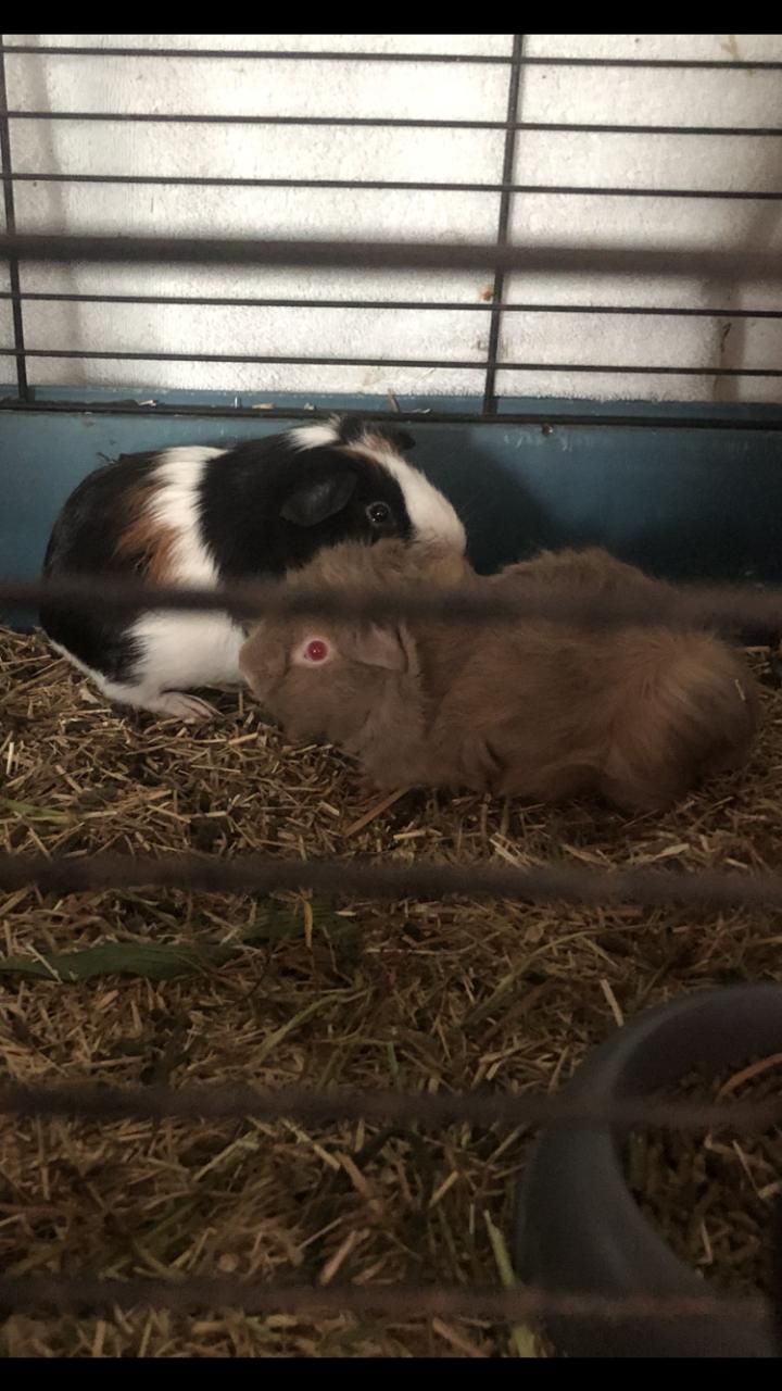 2 knappe cavia broertjes!