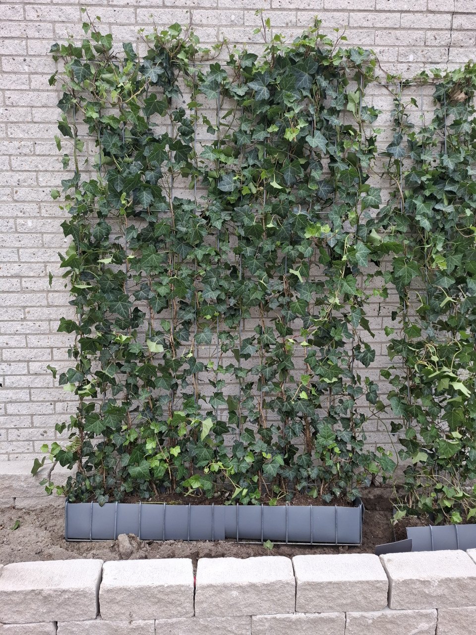 Hederahaag