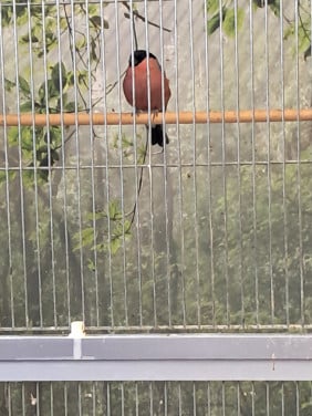 Vogels