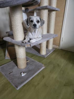 Dekreu gezocht maltezer