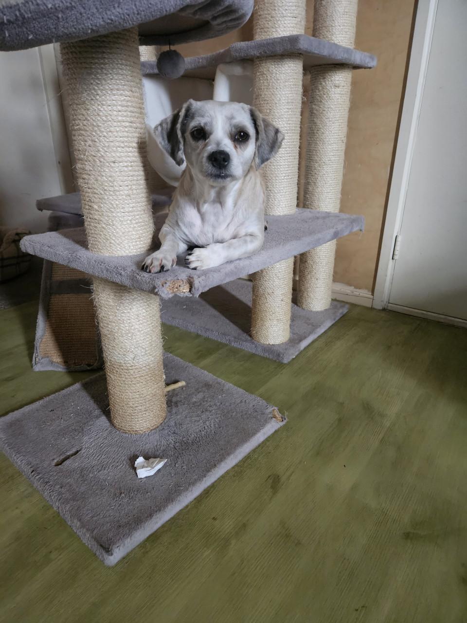 Dekreu gezocht maltezer