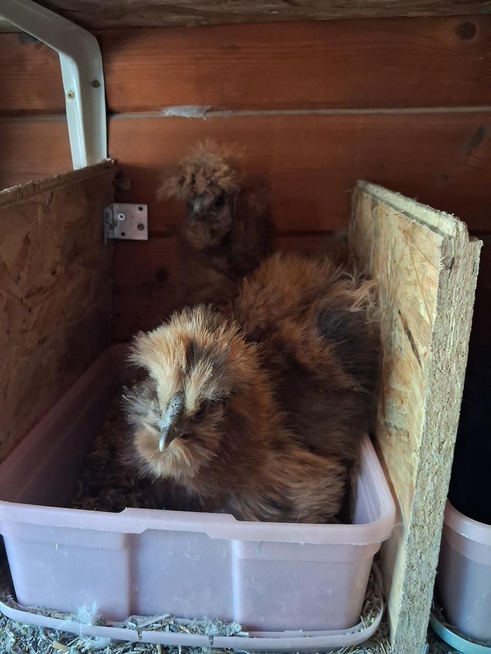 Zijdehoenders beschikbaar