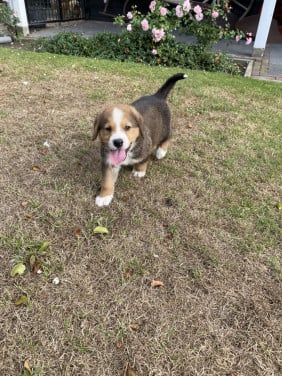 Golden retriever x bernersennen (Boulab) pup
