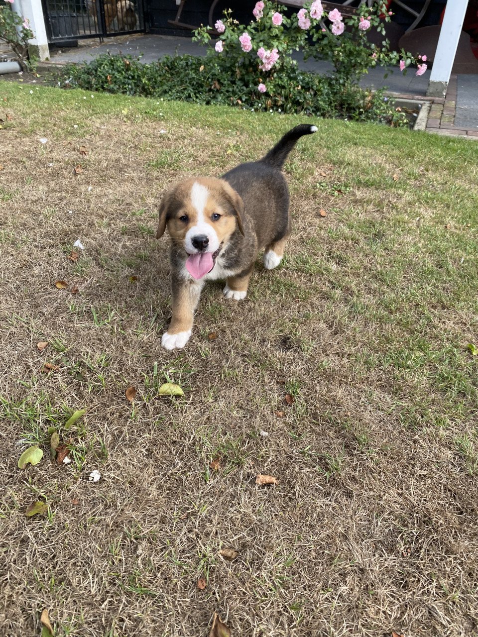 Golden retriever x bernersennen (Boulab) pup