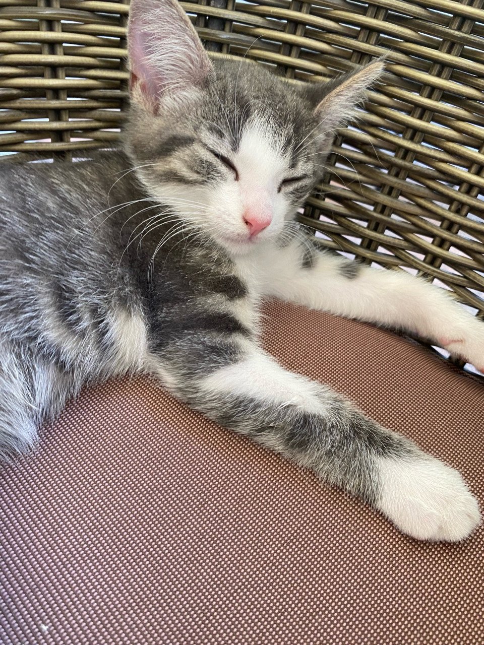 Kittens