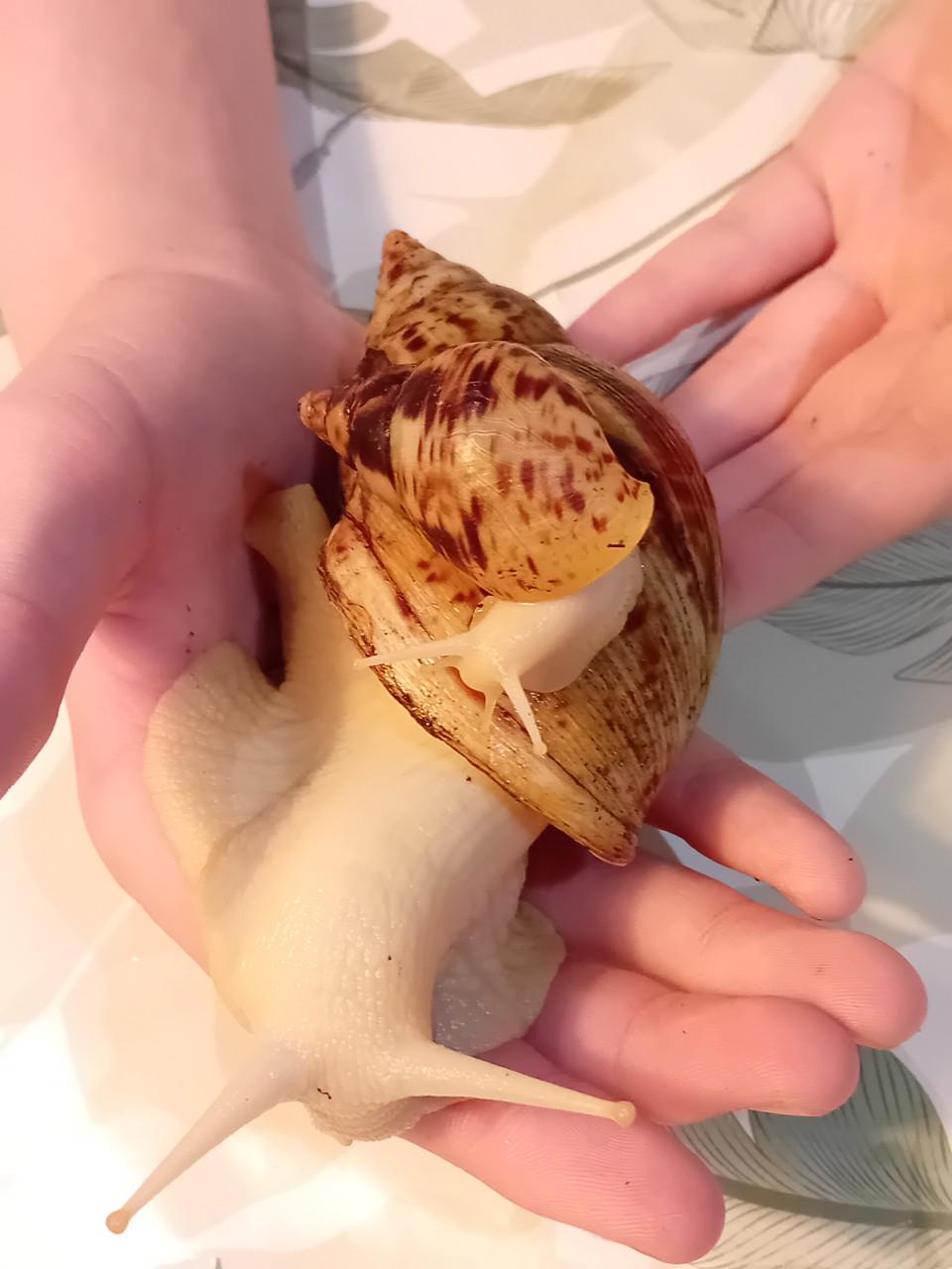 Afrikaanse reuzenslakken (Achatina Reticulata)