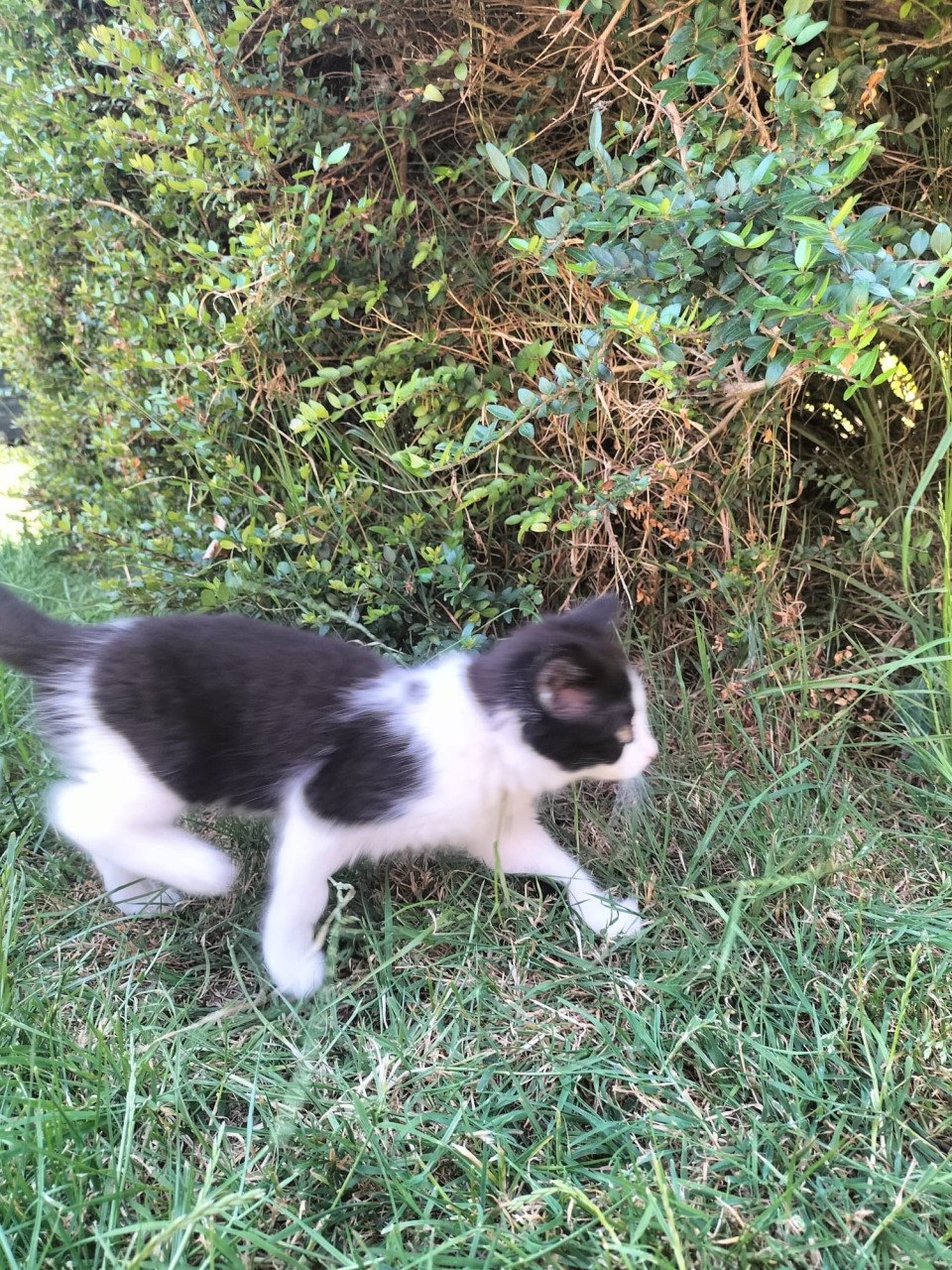 3 mooie kittens