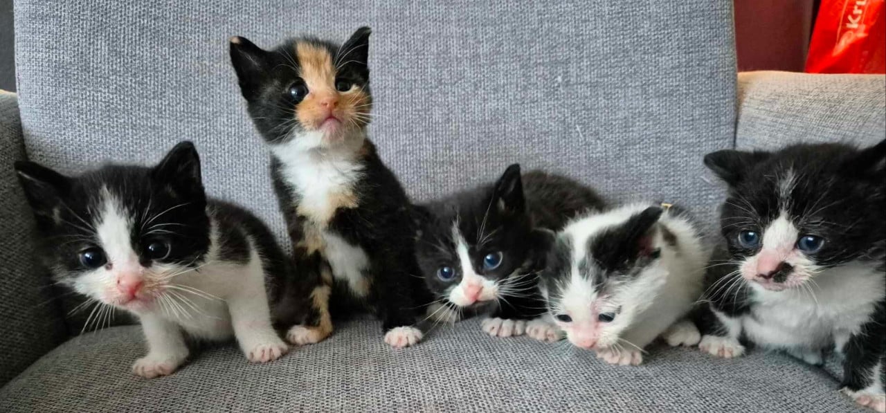Super lieve sociale grotendeels met de fles opgevoede kittens te koop