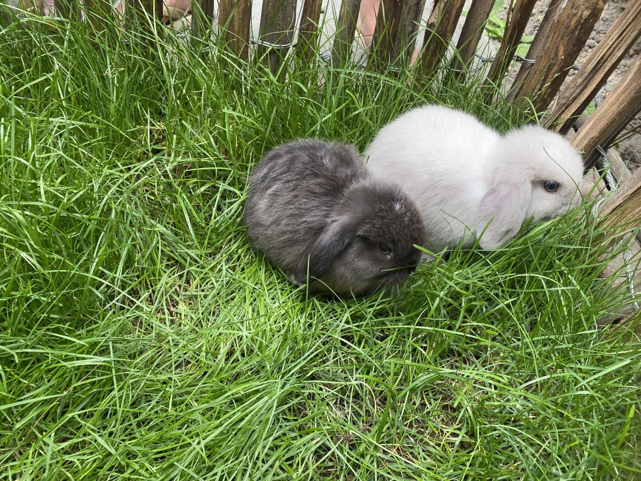 Jonge Mini Lop konijnen