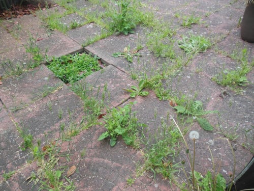 Onkruid verwijderen - tuinonderhoud