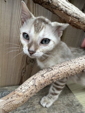 Prachtig Bengaal kitten met stamboom