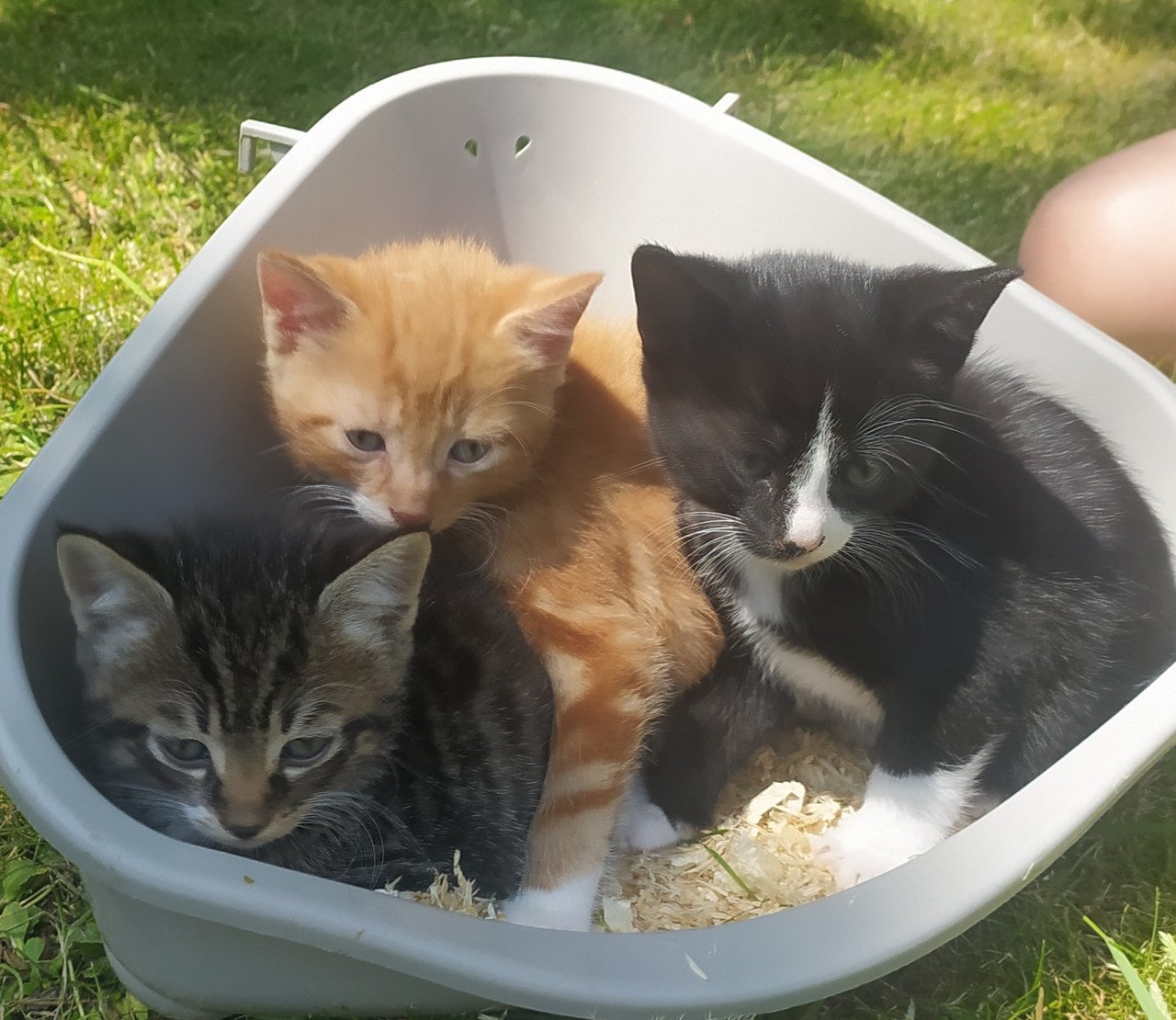 Schattige kittens