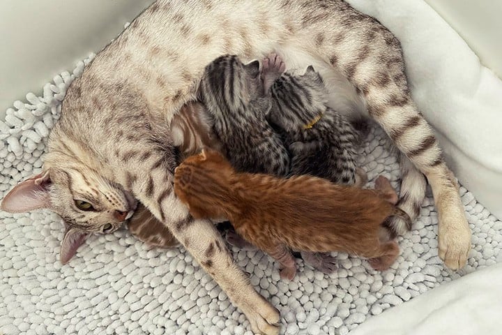 Kittens te koop (zoeken een liefdevol thuis)
