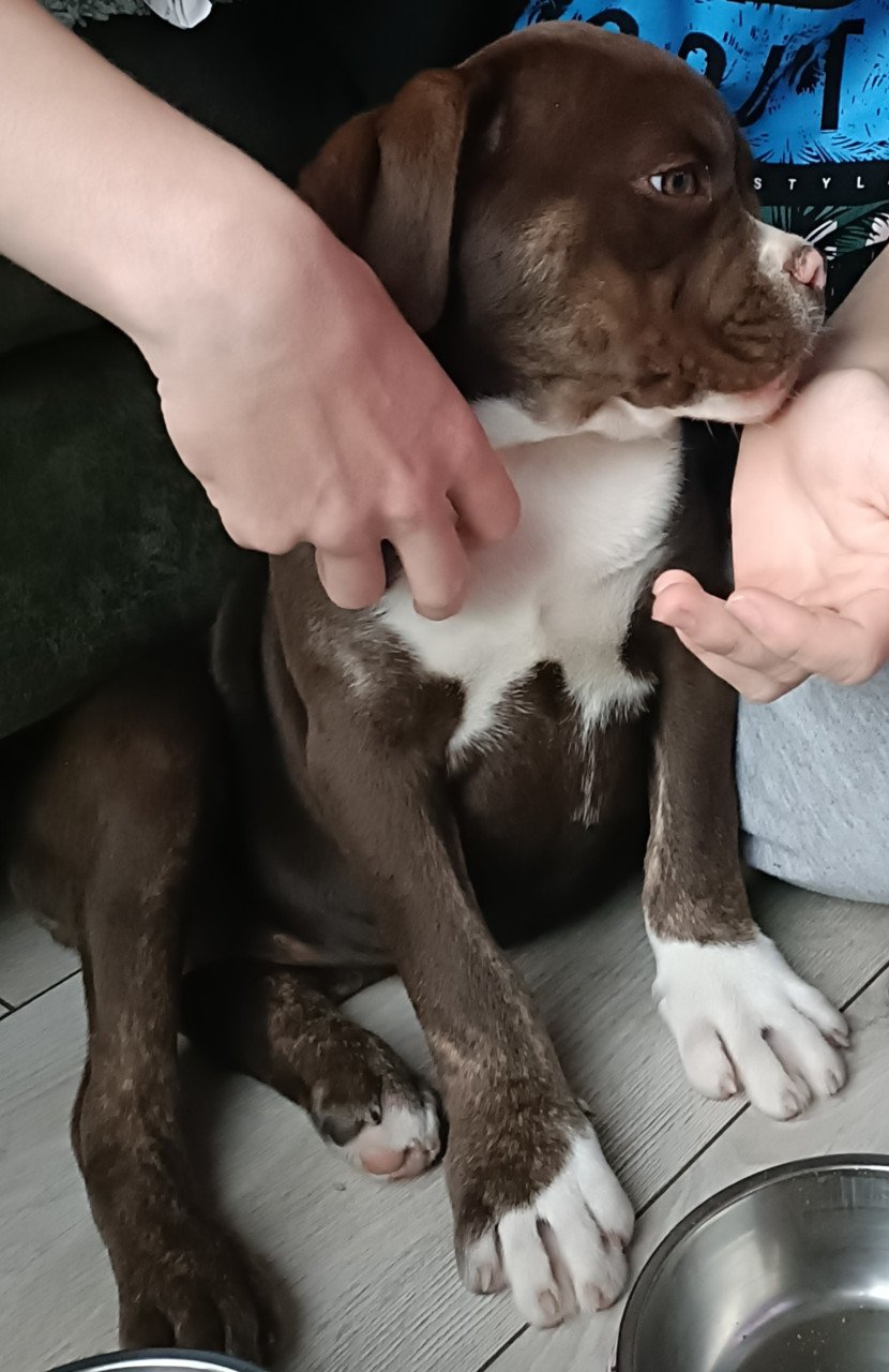 Old English Bulldog pup 15weken