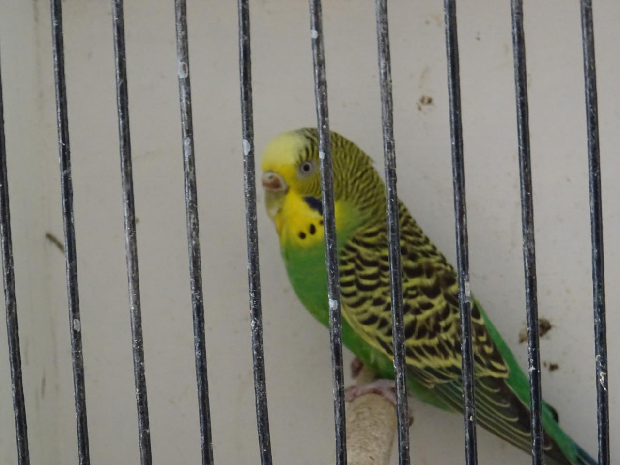 Te koop mooi koppeltje grasparkietjes broedrijp