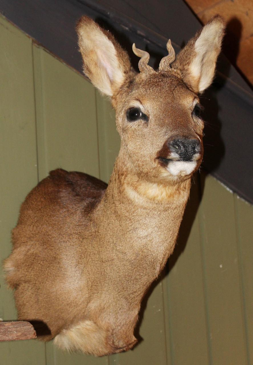 Kleine ree (taxidermie)