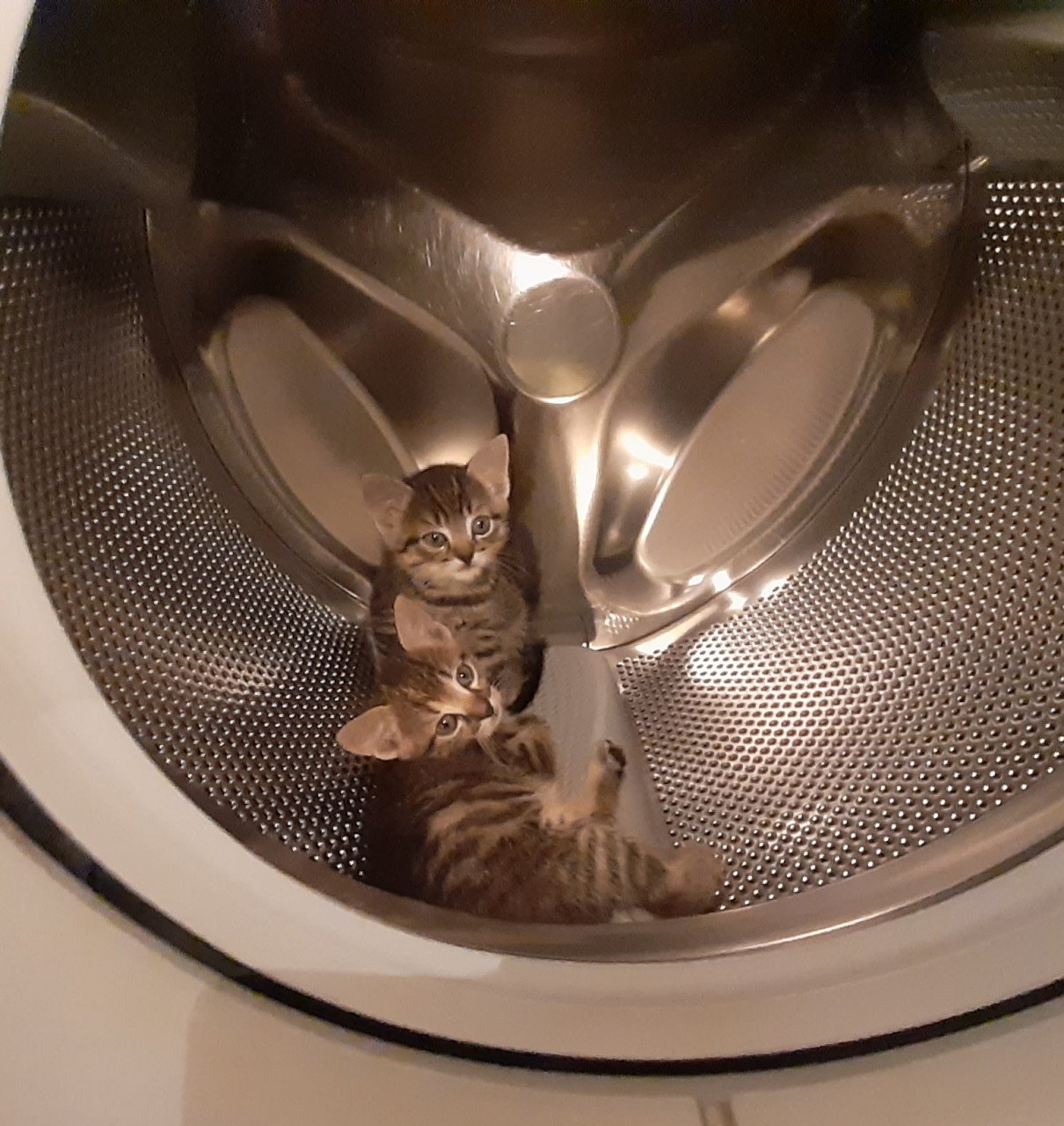 Verschillende lieve kittens